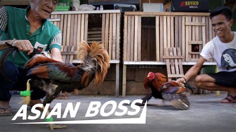 Cockfighting: National Blood Sport Of The Philippines .